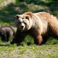 Eordaialive.com - Τα Νέα της Πτολεμαΐδας, Εορδαίας, Κοζάνης Εορδαία: Περίπατο κάνουν οι αρκούδες σε ορεινούς οικισμούς!