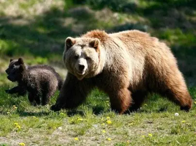 Eordaialive.com - Τα Νέα της Πτολεμαΐδας, Εορδαίας, Κοζάνης Εορδαία: Περίπατο κάνουν οι αρκούδες σε ορεινούς οικισμούς!
