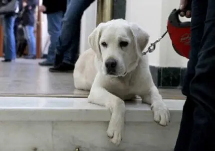 Πτολεμαΐδα: Φόλες σε κυνηγότοπο – Δηλητηριάστηκαν κυνηγετικοί και ποιμενικοί σκύλοι