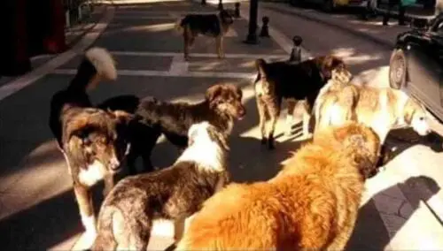 Eordaialive.com - Τα Νέα της Πτολεμαΐδας, Εορδαίας, Κοζάνης Εορδαία: Καταγραφή δεσποζόμενων και αδέσποτων σκύλων