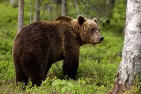 Eordaialive.com - Τα Νέα της Πτολεμαΐδας, Εορδαίας, Κοζάνης Εντοπισμός παγιδευμένης αρκούδας σε δασική περιοχή της Τ.Κ. Ροδίτη του Δήμου Σερβίων