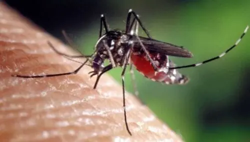 Eordaialive.com - Τα Νέα της Πτολεμαΐδας, Εορδαίας, Κοζάνης Πτολεμαΐδα: Δυσφορία για τα κουνούπια