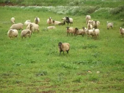 Eordaialive.com - Τα Νέα της Πτολεμαΐδας, Εορδαίας, Κοζάνης Αναρτήθηκαν οι καταστάσεις πληρωμής της δράσης Διατήρηση Απειλούμενων Αυτόχθονων Φυλών Αγροτικών Ζώων (ΠΕ Κοζάνης)