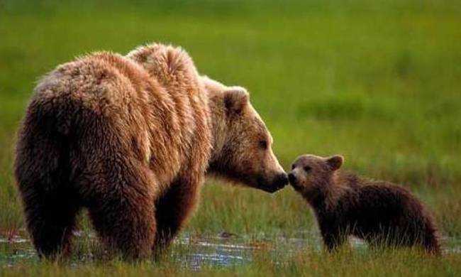 Εφαρμογή διαχειριστικών μέτρων αντιμετώπισης περιστατικών εμφάνισης αρκούδων στις πόλεις της Φλώρινας και της Καστοριάς