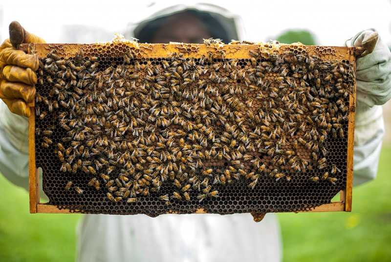 Eordaialive.com - Τα Νέα της Πτολεμαΐδας, Εορδαίας, Κοζάνης Πρόσκληση σε ταχύρρυθμες εκπαιδεύσεις μελισσοκόμων έτους 2019