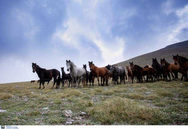 Eordaialive.com - Τα Νέα της Πτολεμαΐδας, Εορδαίας, Κοζάνης Εορδαία: Aφηνίασαν τα Άγρια Άλογα στην Ερμακιά