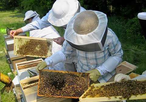 Επιδοτούμενες δράσεις του τομέα της μελισσοκομίας για το έτος 2023.