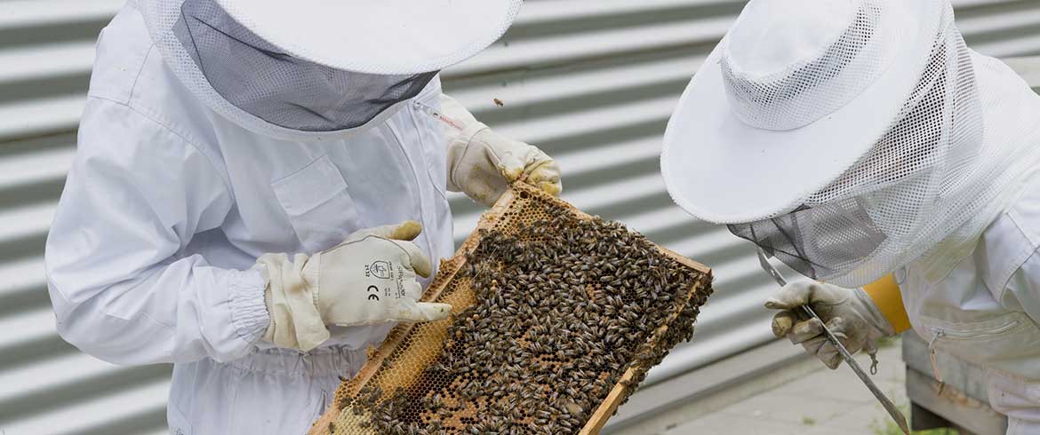 Διαδικασία εγκατάστασης μελισσοκόμων για το 2021 σε προεπιλεγμένες θέσεις σε αποκατεστημένες εκτάσεις του ΛΚΔΜ