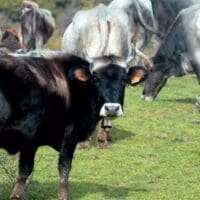 Ανοιχτή επιστολή για την μη καταβολή ενίσχυσης ήσσονος σημασίας (de minimis) για τα αυτόχθονα βοοειδή 